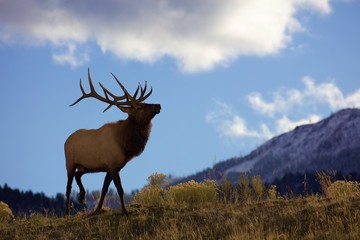 Yellowstone bull elk