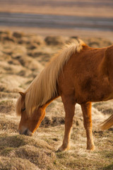 A pony-sized Icelandic horse as pictured with a backdrop of snowy mountain range and barren spring steppe landscape