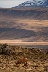 A pony-sized Icelandic horse as pictured with a backdrop of snowy mountain range and barren spring steppe landscape