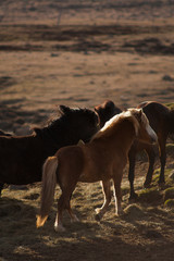 A pony-sized Icelandic horse as pictured with a backdrop of snowy mountain range and barren spring steppe landscape