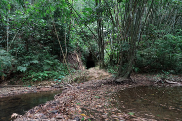 Cave in the forest