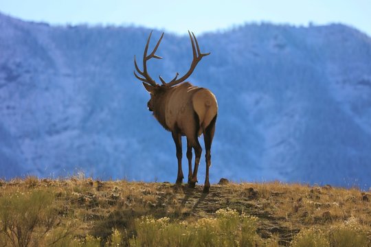 Yellowstone bull elk