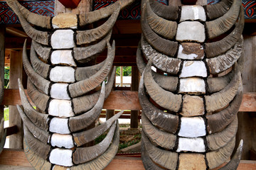 Buffalo Horns on a Tongkonan in Toraja, Sulawesi, Indonesia
