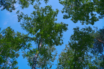 Beautiful bottom view on the crowns of trees against the blue sky. Beautiful summer landscape with sky and trees.