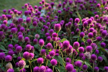 Purple flower (Gomphrena globosa) at  the park with soft tungsten sun glares