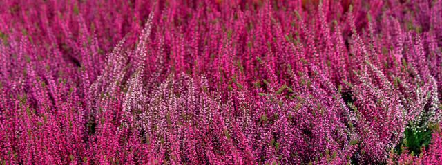 Beautiful red heather flowers close-up. Natural floral background from heather. Autumn flowers close up.