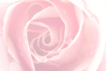 pink rose flower in vintage color style for background. For Valentines Day.