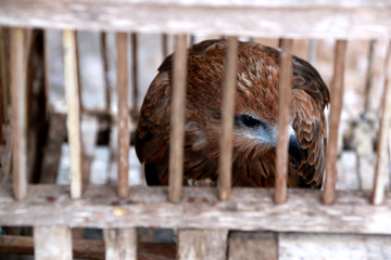 An Eagle in a wooden Cage as a Tourist Attraction in Toraja