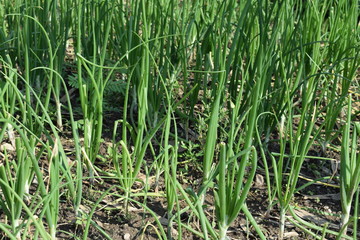 organic onion farming in nepal