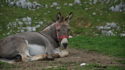 Fototapeta premium Donkey in field