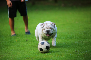English Bulldog play football with owner in grass field. Dog play with ball in the park. Happy dog. Dog smile.