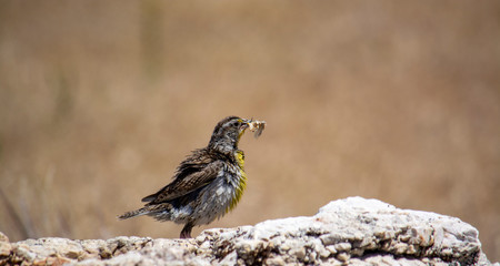 meadow lark at Antelope Island in Utah with a mouthful of grasshoppers feeding