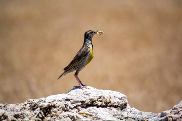 meadow lark at Antelope Island in Utah with a mouthful of grasshoppers feeding