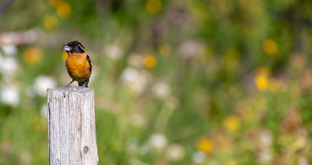 Black headed grosbeak in branches on a summer day with a blue sky