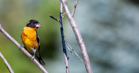 Black headed grosbeak in branches on a summer day with a blue sky