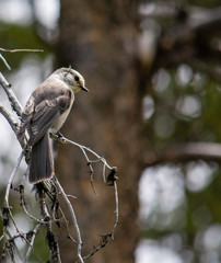 grey jay in a forest in Yellowstone National Park