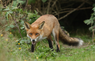 A cute wild Red Fox , Vulpes vulpes, standing at the entrance of its den.