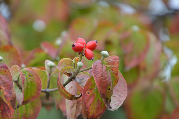 葉っぱと果実が赤くなり、擬宝珠(ぎぼし)状の蕾をつけたハナミズキ