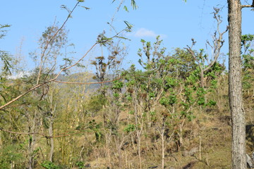 grass and sky