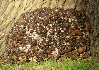 Hen of the Woods Mushrooms, Grifola frondosa, growing at the base of a large Oak Tree. It often grows at the base of a trunk where lightning has struck.
