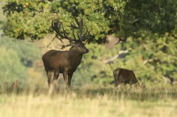 A Red Deer Stag, Cervus elaphus, standing in a field at the edge of woodland during rutting season.