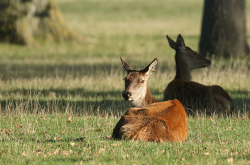  Red Deer hinds (Cervus elaphus) resting in a meadow during rutting season.