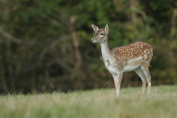Naklejka na ściany i meble A beautiful Fallow Deer Hind, Dama dama, standing in a field during rutting season.