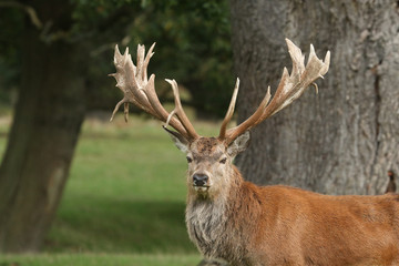 The head shot of a magnificent Red Deer Stag, Cervus elaphus, standing in a field at the edge of woodland during rutting season.