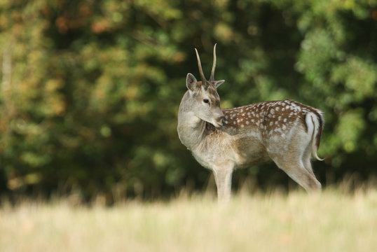 A pricket Fallow Deer, Dama dama, standing in a field during rutting season.