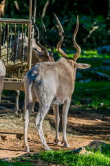 Addax.