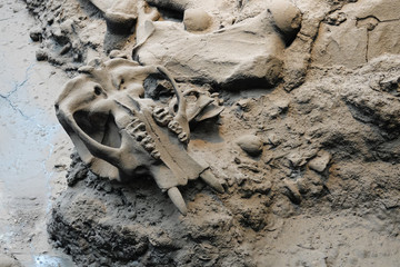 A preserved animal skull, among other bone fragments, is shown preserved among the mud at a paleontological dig site. © KilmerMedia