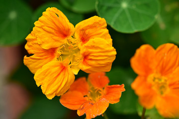オレンジのナスタチウムのアップ