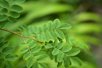 原種系のバラの葉と棘