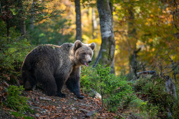 Brown bear in autumn forest