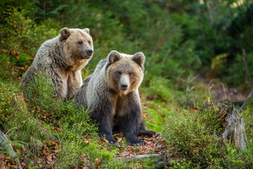 Brown bear in autumn forest