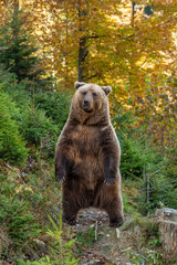 Brown bear in autumn forest