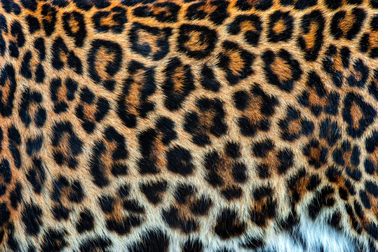 Real skin texture of Leopard © byrdyak