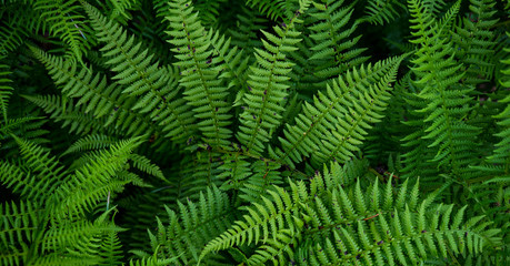 Fototapeta na wymiar Background image of green grass. The texture of fresh fern
