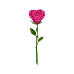 Heart shape rose isolated flower