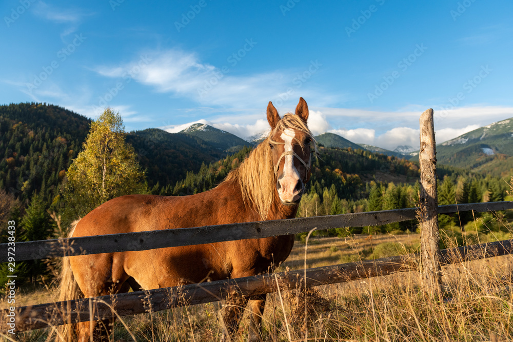 Wall mural brown horse in a meadow in mountain valley