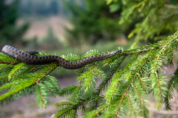 Vipera berus poisonous viper in summer on branch the of tree