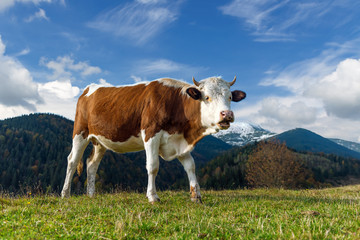 Fototapeta na wymiar Brown cow on pasture in mountains