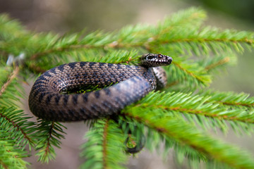 Vipera berus poisonous viper in summer on branch the of tree