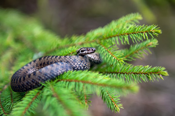 Vipera berus poisonous viper in summer on branch the of tree