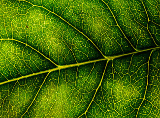 Background image of a leaf of a tree close up. A green leaf of a tree is a big magnification. Macro shooting.
