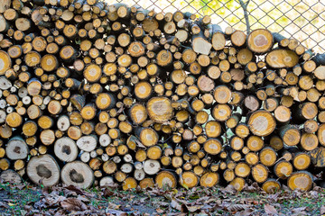 Stacked piles of trees for fuel on the street_