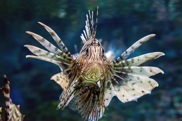 Fototapeta na wymiar Beautiful lion fish hovering in mid water hunting for small prey in blue water