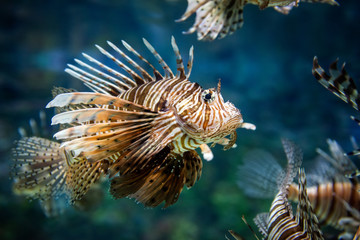 Naklejka na ściany i meble Beautiful lion fish hovering in mid water hunting for small prey in blue water