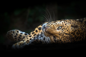Leopards resting in the midst of nature. © MrPreecha