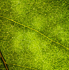 Background image of a leaf of a tree close up. A green leaf of a tree is a big magnification. Macro shooting.